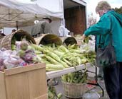 farmer's market: woman buying ears of corn
