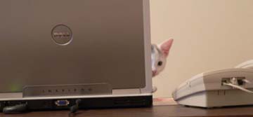 white kitten peering from behind computer screen
