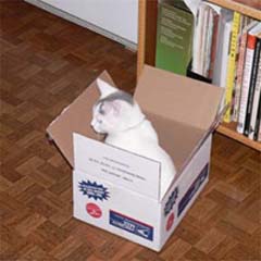 white cat in a box