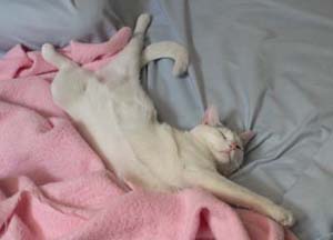white cat stretched out on bed sleeping